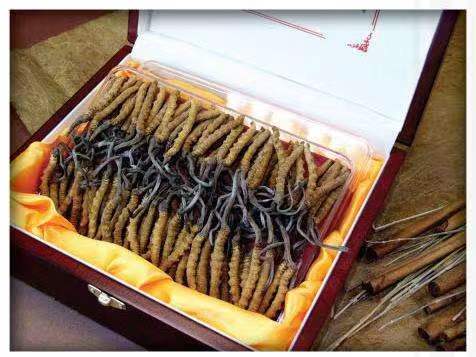 稷山冬虫夏草回收